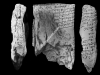 N_221_FA