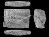 N_229_FA